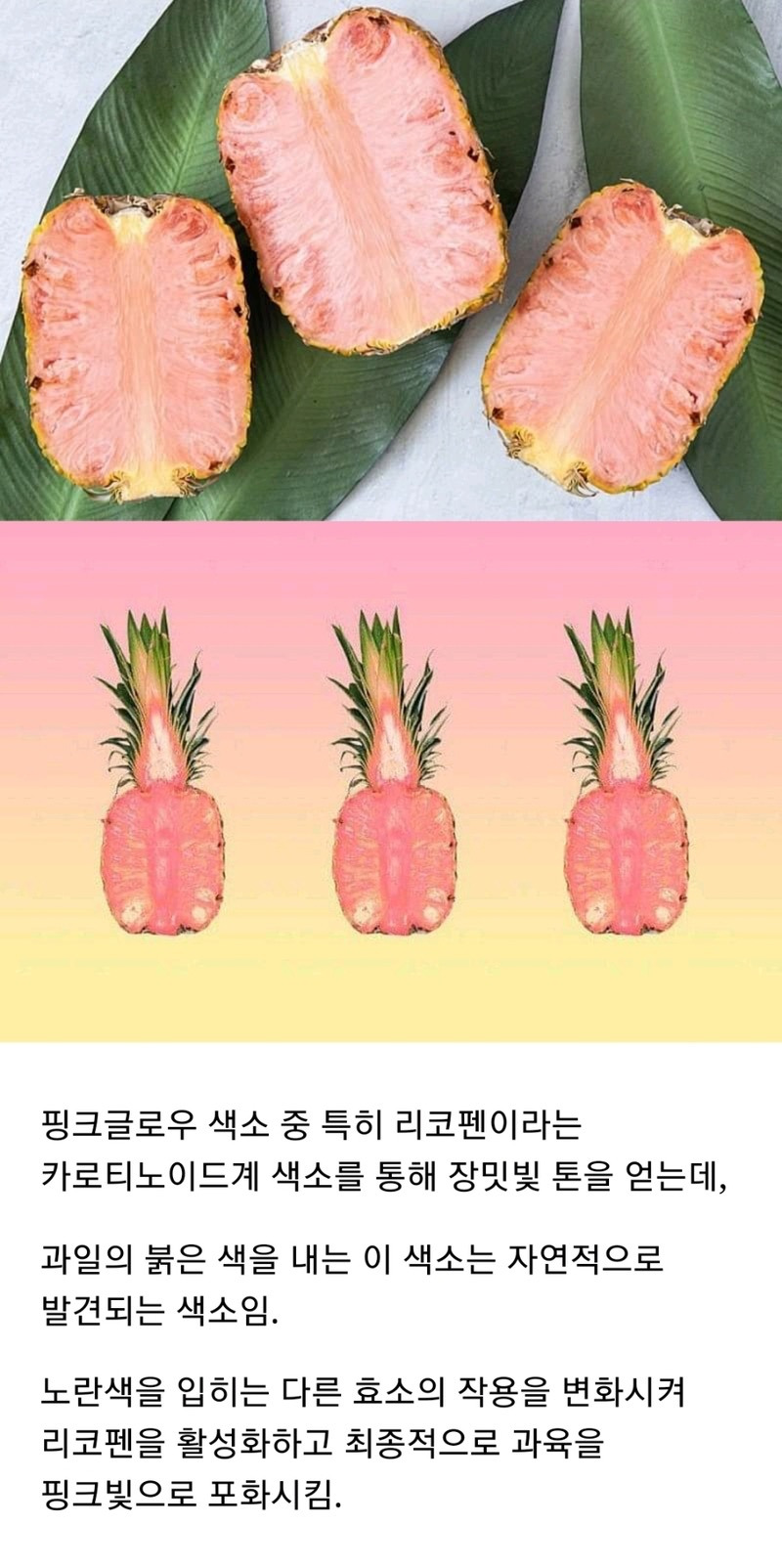 20년에 걸친 델몬트의 야심작 - 꾸르