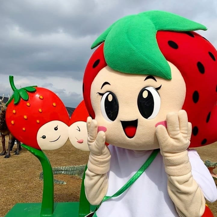 코로나 때문에 취소됐다는 논산 딸기 축제 - 꾸르