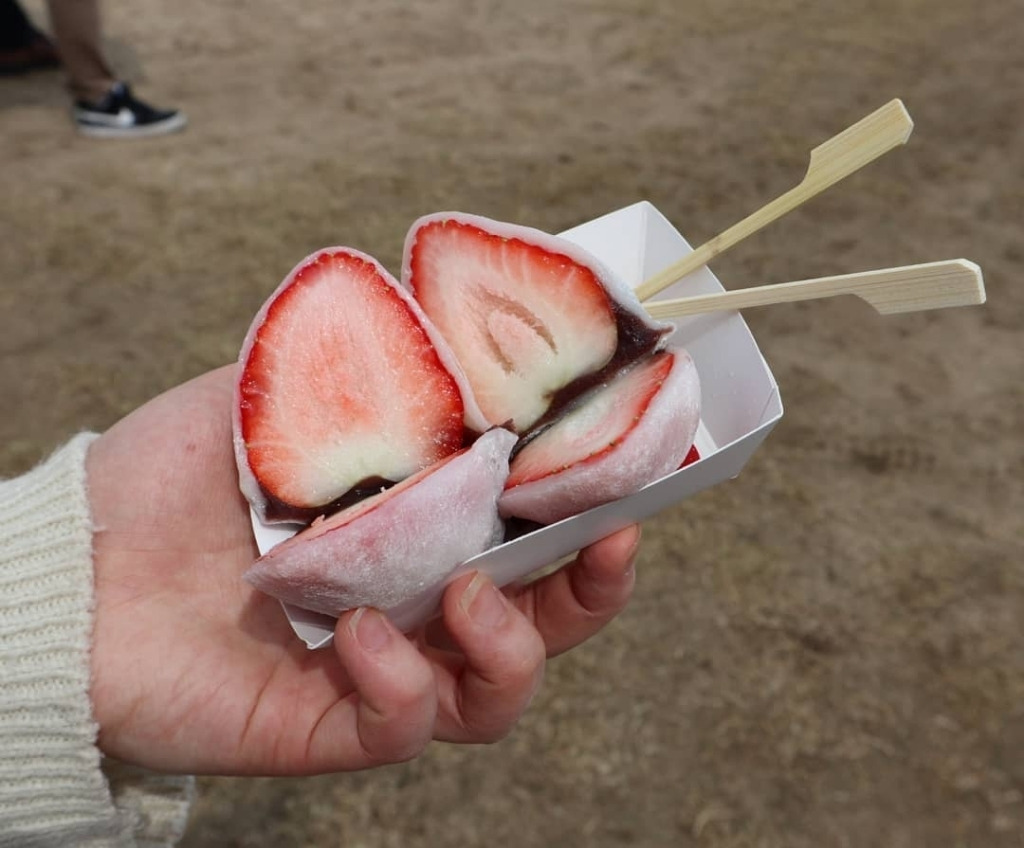 코로나 때문에 취소됐다는 논산 딸기 축제 - 꾸르