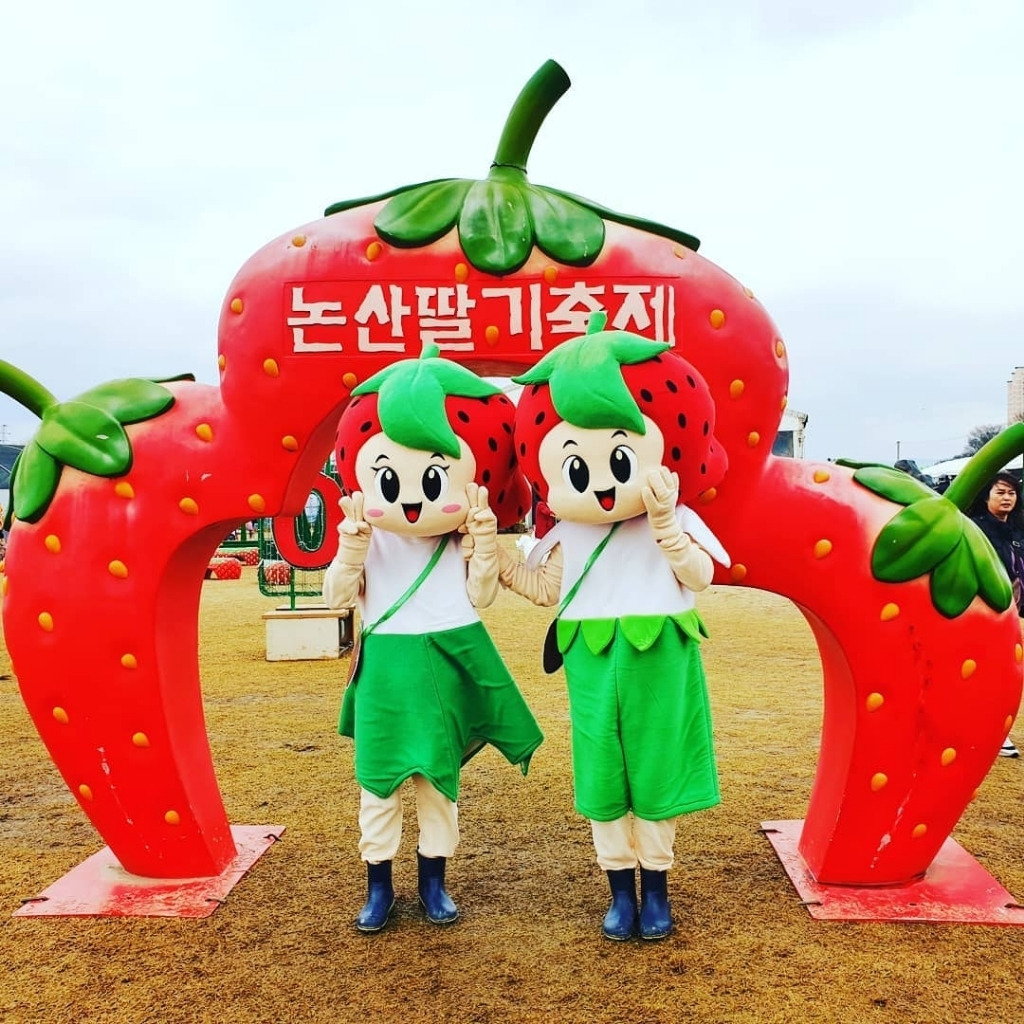 코로나 때문에 취소됐다는 논산 딸기 축제 - 꾸르