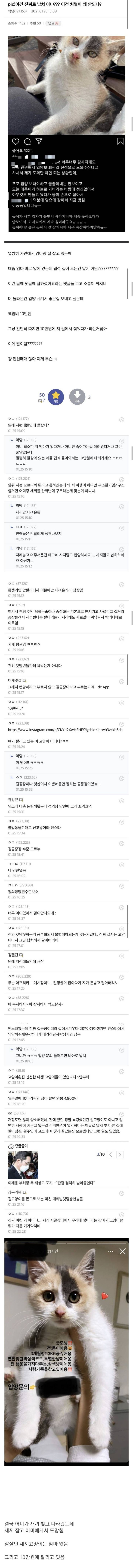 어미가 보고 있는데 새끼 납치해버린 캣맘 - 꾸르