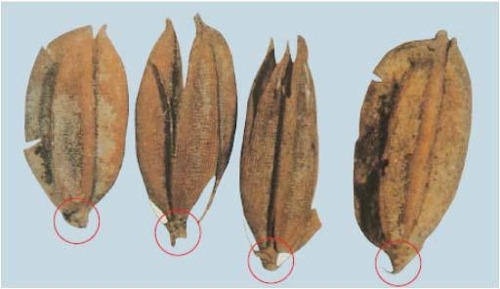 세계에서 가장 오래된 농경 볍씨 - 꾸르