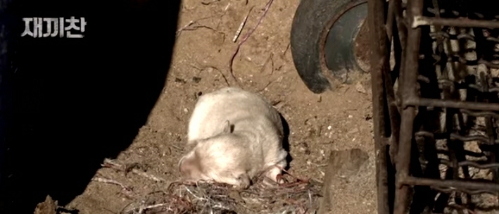 개농장에서 구출됐던 강아지 꽃님이의 버르장머리 없어진 최근 모습 - 꾸르