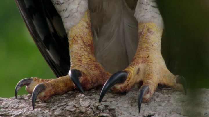 아마존 공중의 최상위 포식자 부채머리수리 - 짤티비