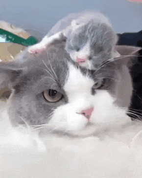 엄마 머리 위에서 잠든 아기 고양이 - 꾸르