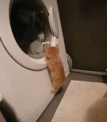 세탁기가 신기한 아기 고양이 - 꾸르