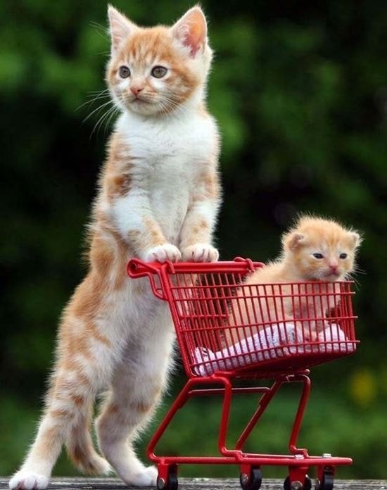 쇼핑하러 가는 고양이 - 꾸르