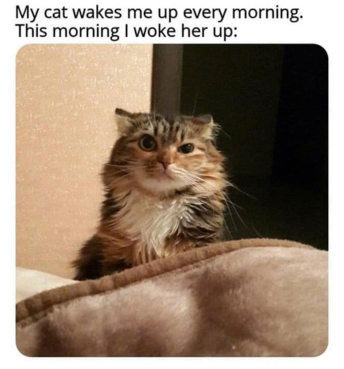 아침마다 자꾸 고양이가 깨움 - 꾸르