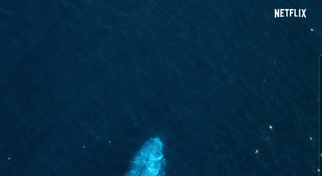 어미 대왕고래와 새끼 고래의 친밀함을 가장 잘 담은 장면