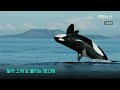 첨부된 유튜브 동영상