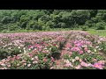 첨부된 유튜브 동영상