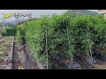 첨부된 유튜브 동영상
