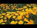 첨부된 유튜브 동영상