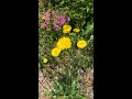 첨부된 유튜브 동영상