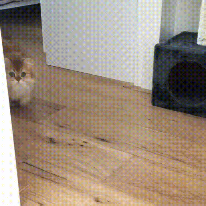 Gorgeous Floofie! - Imgur.gif