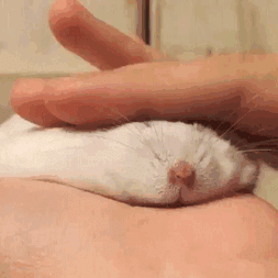 cute-melting-animals-42-58bed613e54d4__605-1489253049.gif