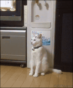 EMGN-Cats-Weird-Photos-Perfect-Timing-23.gif