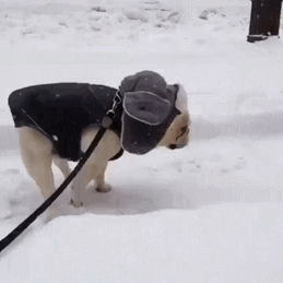 funny-animals-first-snow-cats-dogs-5-5a54e8bf536bd__700.gif