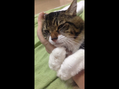 Don't go, hooman! - Imgur.gif