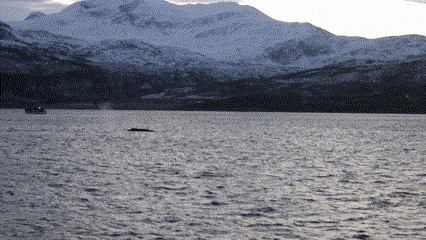 제목 없는 동영상 - Clipchamp로 제작.gif