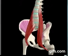lordosis.gif