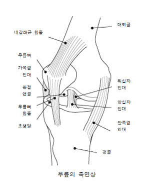 knee_problems_korean.gif