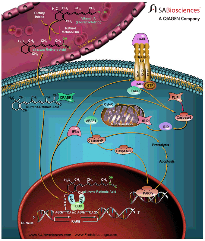 all-trans-Retinoic_Acid_Mediated_Apoptosis_680.gif