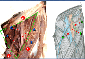 femoral triangle.gif