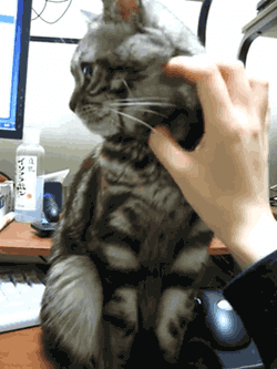 움짤_냥이.gif