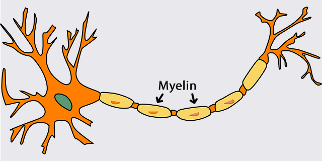 neuron-296581_6401567593856454.gif