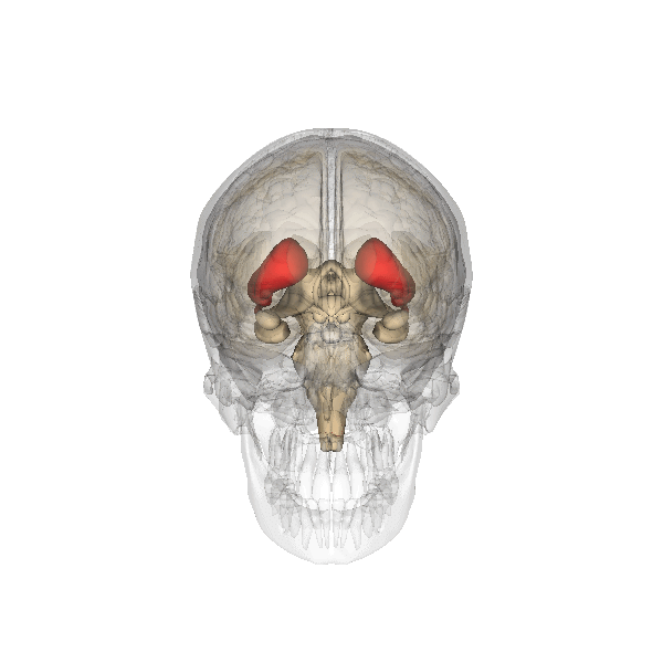 Striatum.gif