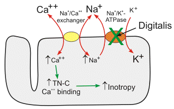 dig%20mechanism.gif