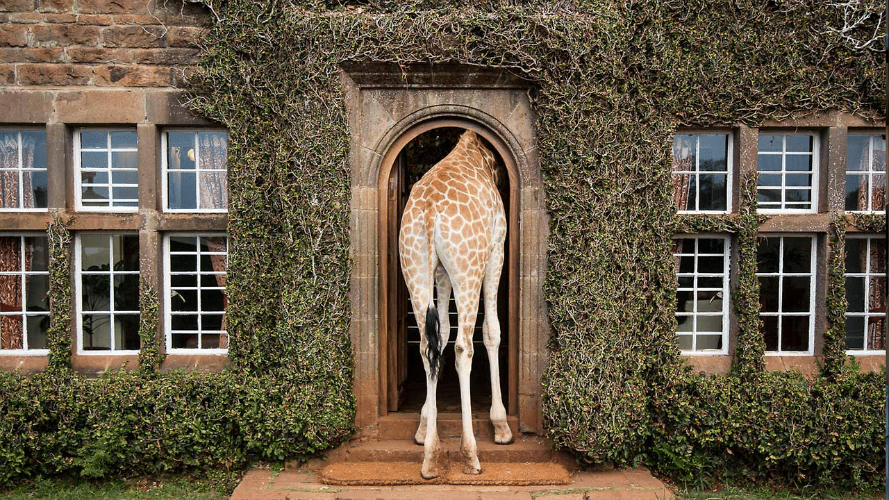 family-travel-wildchild-kids-safari-giraffe-manor.gif