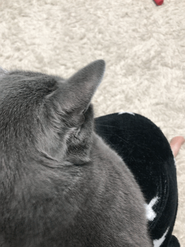 KakaoTalk_20190329_113340684.gif