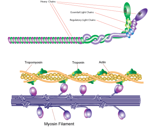 myosin.gif