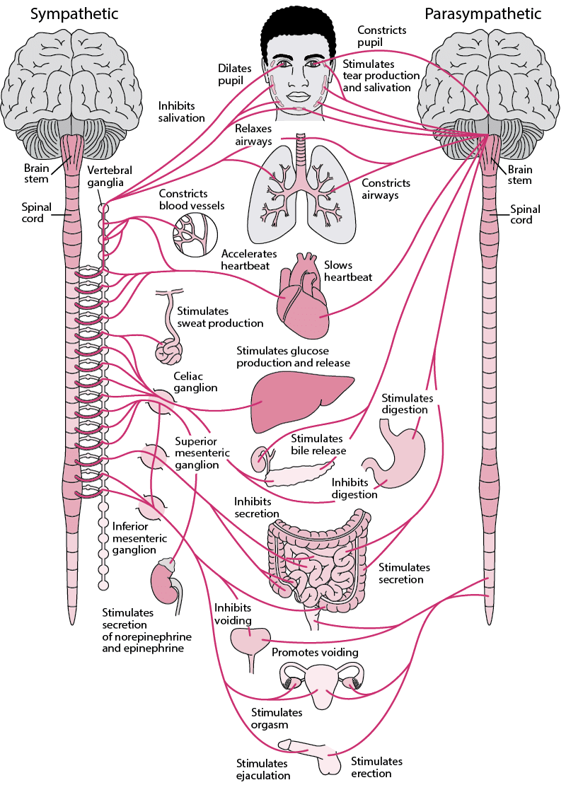 NEU_autonomic_nervous_system-labels.gif