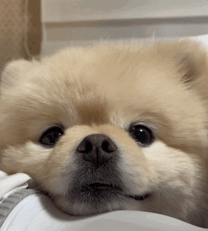 뭉치화내기_작은 버전.gif