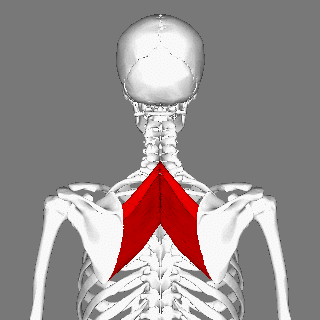 Rhomboid_muscles_animation_small.gif