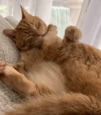 GIF 2021-03-09 오후 8-22-18.gif