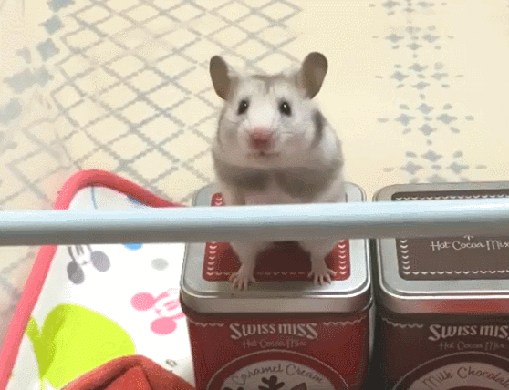 GIF 2021-03-22 오후 6-30-23.gif