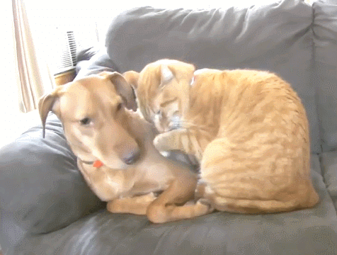 GIF 2021-03-17 오후 5-00-10.gif