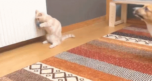 GIF 2021-01-14 오후 7-52-25.gif