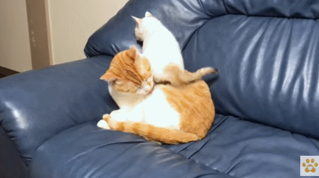 GIF 2021-01-20 오후 2-57-20.gif