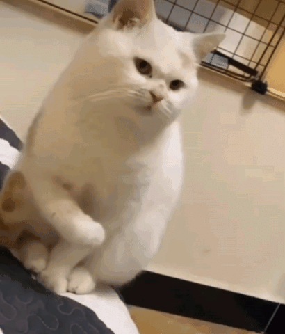 꿀밤 고양이.gif