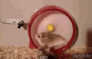 쳇바퀴.gif