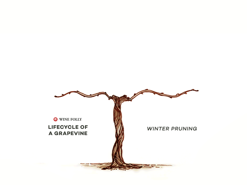 vine-lifecycle-winefolly-optimized.gif