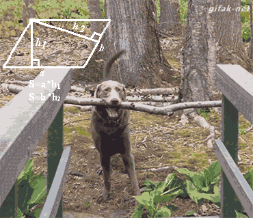 Dog Math GIF.gif