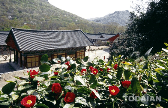 선운사 동백투데이안.gif