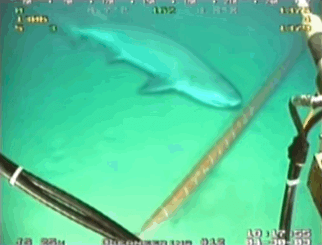 움직이는 상어 gif.gif