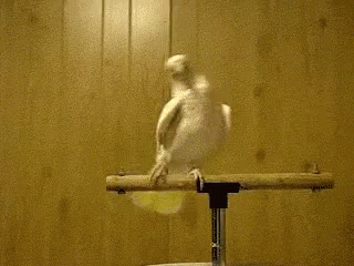 dancing-bird.gif